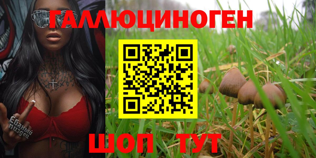 Галлюциногенные грибы Psilocybe Североморск